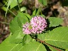 Red Clover