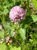 Red Clover