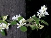 Serviceberry Blossoms