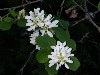 Serviceberry Blossoms