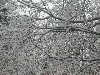 Snow on Branches