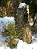 Stump in Snow