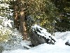 Stump in Snow