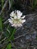 Red Clover