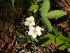 Wild Strawberry Blossoms