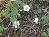 Wild Strawberry Blossoms